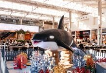 Mergulho no Incrível: Exposição gratuita traz o fundo do mar para Macaé