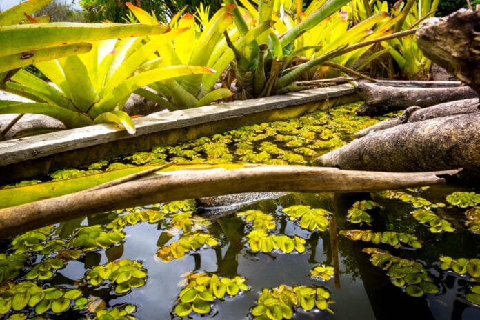 20171130 Parque Barreto 007 - Foto Rui Porto Filho
