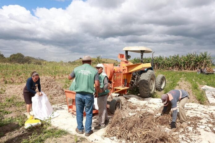 Safra 2025 da colheita do feijão em Casimiro de Abreu