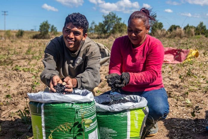 Colheita recorde de feijão no assentamento Celso Daniel. Macaé/RJ.