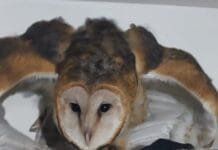 Guarda Ambiental de Macaé reforça canal para resgate de animais silvestres