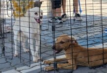 Macaé amplia programa gratuito de castração e reforça compromisso com a causa animal
