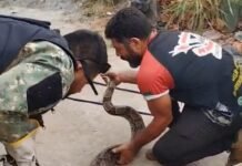 Guarda Ambiental de Cabo Frio resgata cobra e periquito em ações de preservação da fauna
