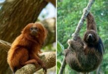 Rede de ciência cidadã MICOnsciência é lançada pela AMLD para proteger espécies ameaçadas