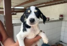 Cabo Frio realiza primeira Feira de Adoção Animal do ano neste sábado (17)