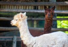 Alpacas chegam ao BioParque do Rio — escolha os nomes!