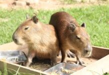 Capivaras resgatadas na Rodovia Presidente Dutra chegam ao BioParque do Rio e público poderá escolher os nomes Dois filhotes de capivara lado a lado se alimentam em bandejas metálicas sobre uma base de madeira, em área gramada do BioParque do Rio.
