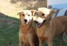 Feira de Adoção Animal de Rio das Ostras acontece na quinta-feira (2)