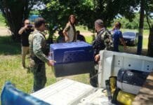 Solidariedade em ação: Prefeitura de Cabo Frio resgata cães feridos em dois bairros da cidade