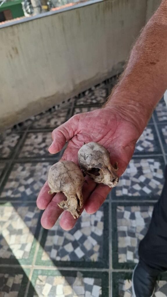 Restos mortais de animais , possivelmente morreram por falta de cuidados .