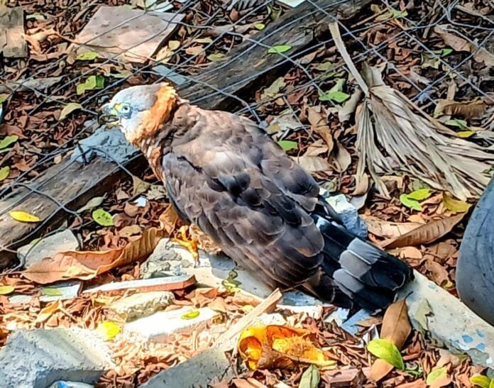 maus tratos animais cabo frio 4 Gavião encontrado ferido e em estado de fragilidade durante resgate no Jardim Caiçara, em Cabo Frio.