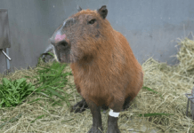 MPRJ obtém prisão preventiva e internação de envolvidos em caso de maus-tratos a capivara na Ilha do Governador