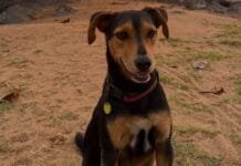 Cão comunitário morre após atropelamento em Macaé e caso é investigado Foto do cão comunitário Romarinho na praia sentado na areia