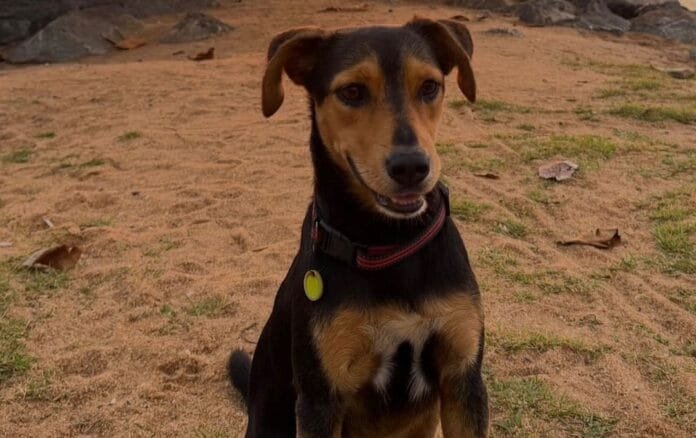Foto do cão comunitário Romarinho na praia sentado na areia