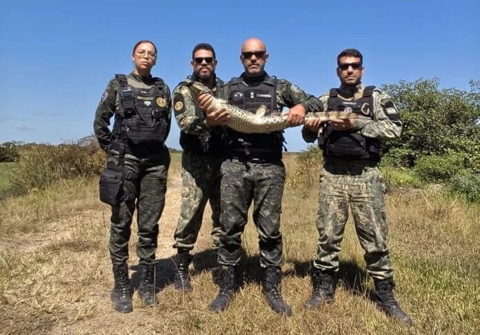 foto da euquipe da em Tamoios da Guarda Municipal de Cabo Frio que resgatou o jacaré