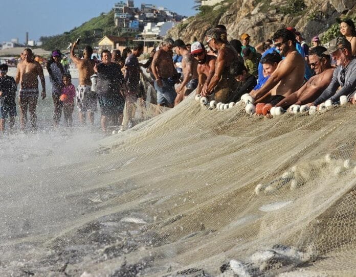 FIPAC abre cadastramento de pescadores artesanais em Arraial do Cabo Foto de varios pescadores juntos na areia da uma praia em arraial do cabo puxando uma rede de pesca com muito pexes nela
