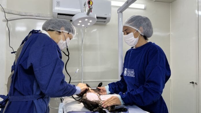 Castramóvel chega a Cantagalo com castração gratuita para cães e gatos em Rio das Ostras Foto de medicos veterinarios em operação de castração de um animal domestico