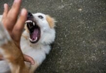 Vigilância orienta sobre prevenção da raiva humana após ataques de animais Foto de cachorro com raiva