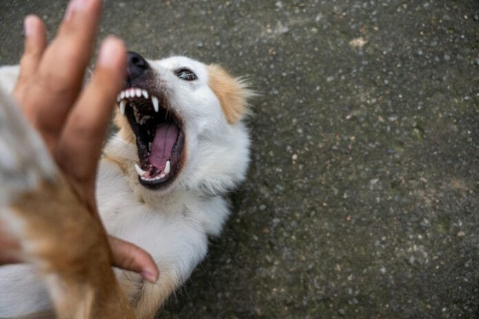 Foto de cachorro com raiva