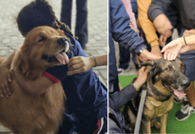 Proteção animal vira tema de aula especial em escola de Arraial do Cabo Foto do Buzz e Bonnie conquistaram os alunos da Escola Municipal Vera Felizardo durante a ação educativa sobre proteção animal e adoção responsável em Arraial do Cabo.