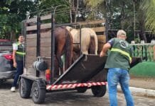 Operação apreende cavalos soltos no Caiçara, em Arraial do Cabo Operação apreende seis cavalos soltos no Caiçara, em Arraial do Cabo, após denúncias de riscos no trânsito e transtornos urbanos.