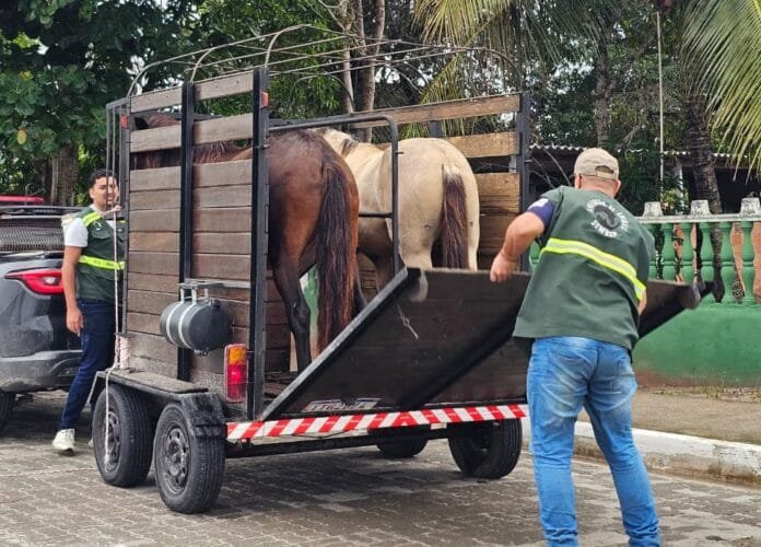 Operação apreende cavalos soltos no Caiçara, em Arraial do Cabo Operação apreende seis cavalos soltos no Caiçara, em Arraial do Cabo, após denúncias de riscos no trânsito e transtornos urbanos.