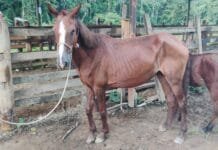 Feira de Adoção em Macaé terá cavalos pela primeira vez neste sábado no Shopping Plaza Macaé Foto de cavalos para adoção
