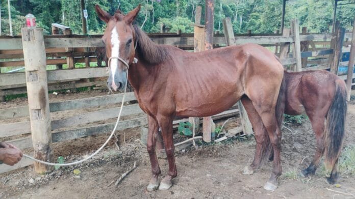 Foto de cavalos para adoção