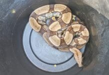 Jiboias são resgatadas em bairros de Cabo Frio após aumento das temperaturas Foto de cobra Jiboia sendo capturada pela guarda ambientL de Cabo Frio RJ