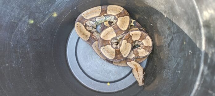 Foto de cobra Jiboia sendo capturada pela guarda ambientL de Cabo Frio RJ
