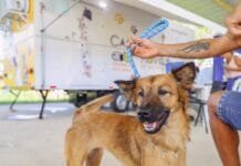 Castramóvel atende moradores do Parque Zabulão nesta semana Equipe do Castramóvel realiza atendimento veterinário gratuito para cães e gatos em Rio das Ostras.