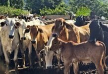 Macaé amplia produção rural com programa de inseminação bovina Fotos de bois juntos