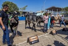 Expo Macaé 2026 promove debates e oportunidades para fortalecer o agronegócio A Expo Macaé 2026 será palco, nos dias 27 e 28 de julho