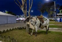 Pecuária impulsiona negócios e fortalece a economia local