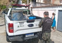 Guarda Ambiental resgata capivara encontrada em residência de Macaé Foto com gentes da Guarda Ambiental resgataram uma capivara que havia entrado em uma residência no bairro Aroeira