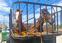 Animais soltos nas ruas: duas éguas são capturadas após denúncias em Arraial do Cabo As duas éguas foram capturadas após denúncias de moradores sobre animais soltos em vias públicas de Arraial do Cabo. Foto : Vanessa Rodrigues/Secom