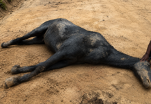 Cavalos soltos nas ruas e rodovias da Região dos Lagos acendem alerta para acidentes O médico-veterinário João Pedro Rangel, no local da ocorrência. Devido à gravidade dos ferimentos, foi necessária a eutanásia do animal.