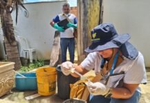 Macaé terá mutirões de combate a vetores em bairros entre os dias 19 e 23 de outubro Agente da Vigilância Ambiental em Saúde realiza atividade de controle de vetores em Macaé.