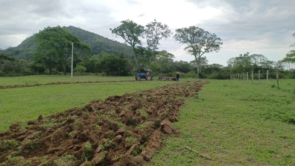 Plantio de milho e feijão em Cantagalo, na área rural de Rio das Ostras.