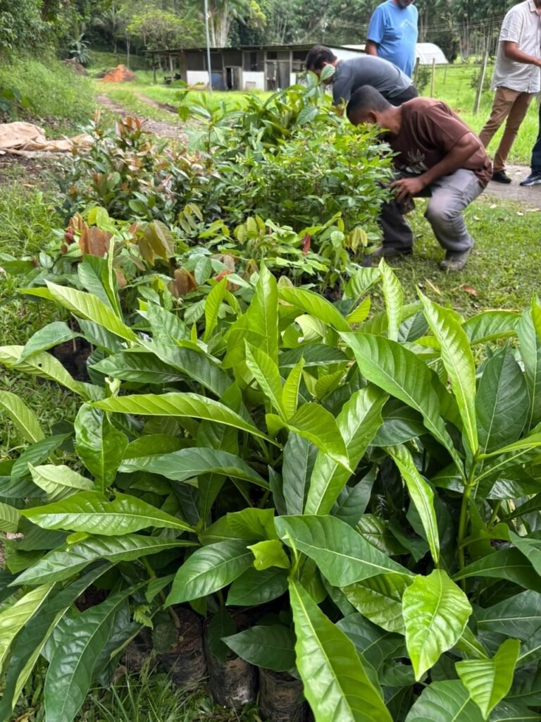 Secretário de Agricultura e Pesca apresenta mudas recebidas por Casimiro de Abreu em doação da Cedae.