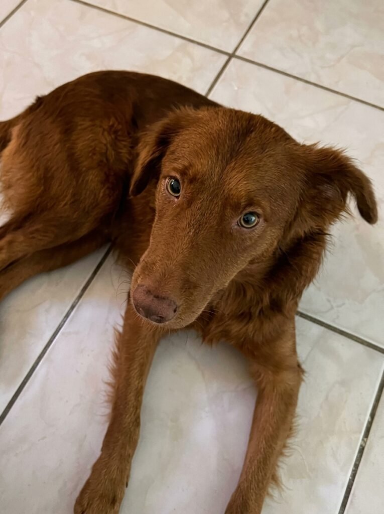 Chocolate foi adotado e segue em observação, recebendo os cuidados necessários para sua recuperação, com acompanhamento de cuidadores de animais de Macaé. Foto: Rede social